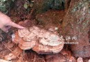 李子树“孵出”野生灵芝重约1.5公斤